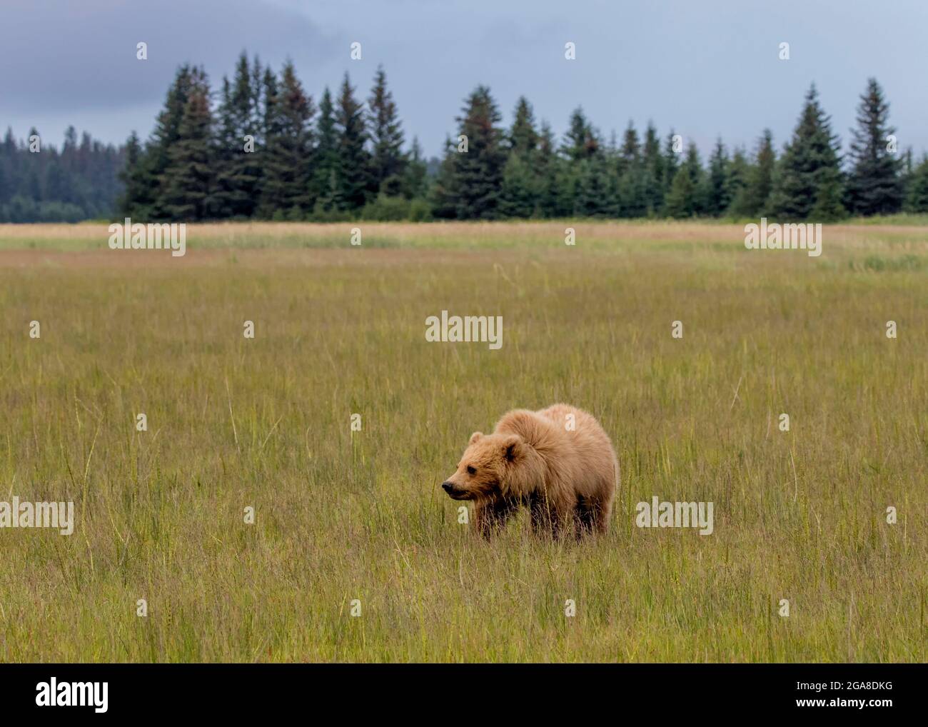 Cub biondo del secondo anno in piedi in un prato, Silver Salmon Creek, Lake Clark National Park and Preserve, Alaska Foto Stock