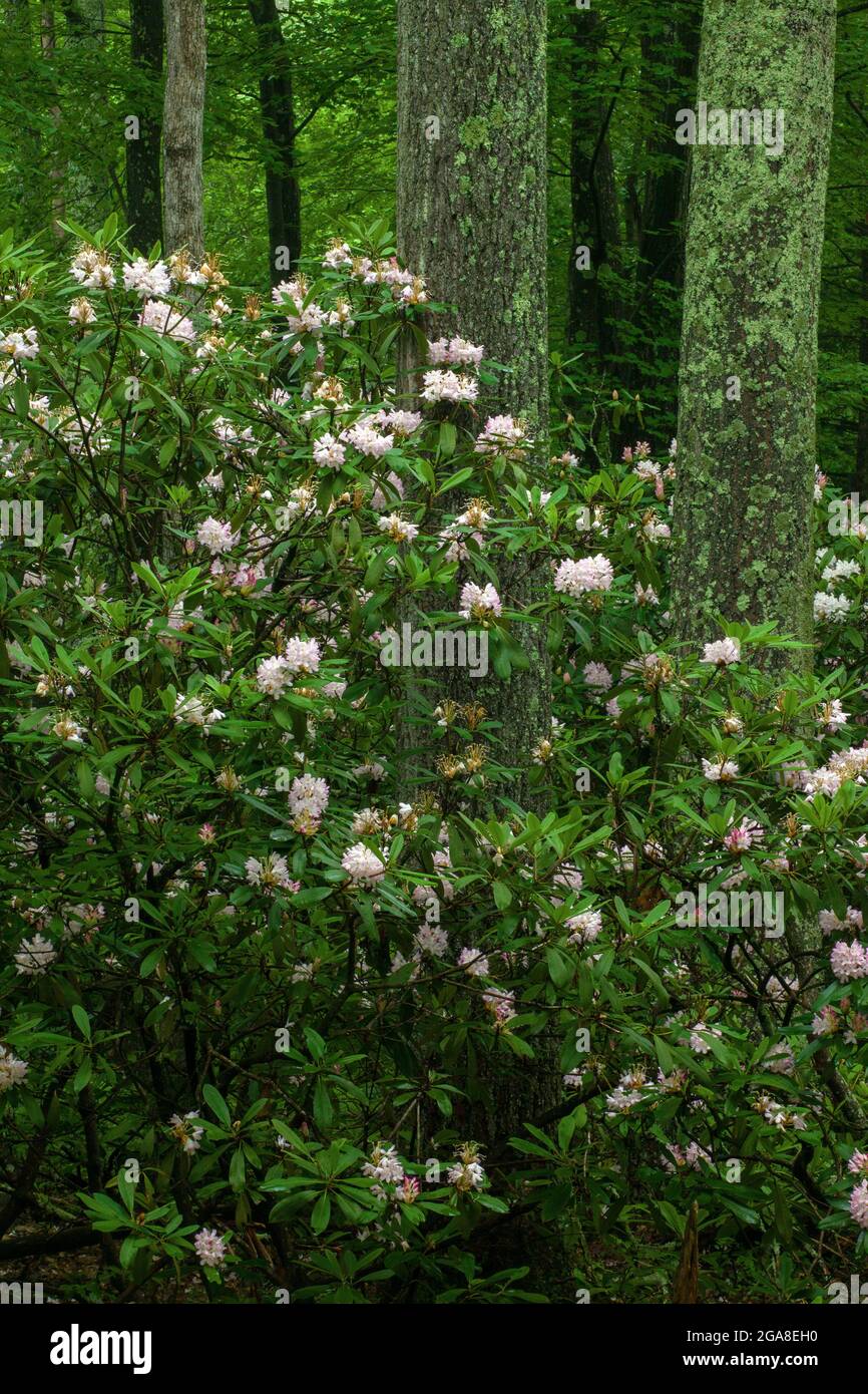 Rhododendron, Rhododendron Maximum, conosciuto anche come Great Laurel e Rosebay fiorire nel mese di luglio nella Foresta di Stato del Delaware nel Pocono di Pennsylvania'a. Foto Stock