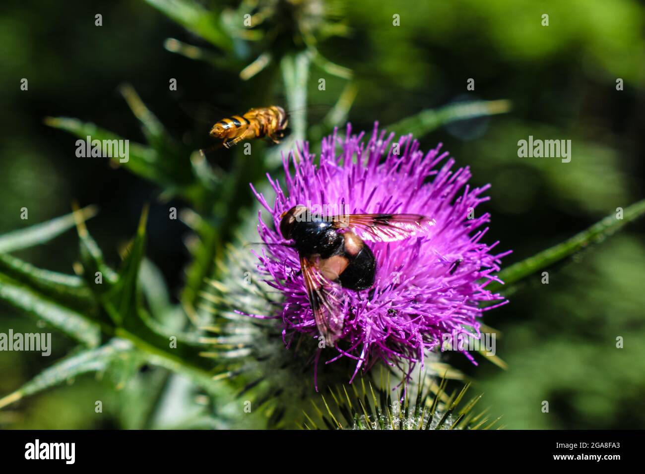 Tempo di alimentazione Foto Stock