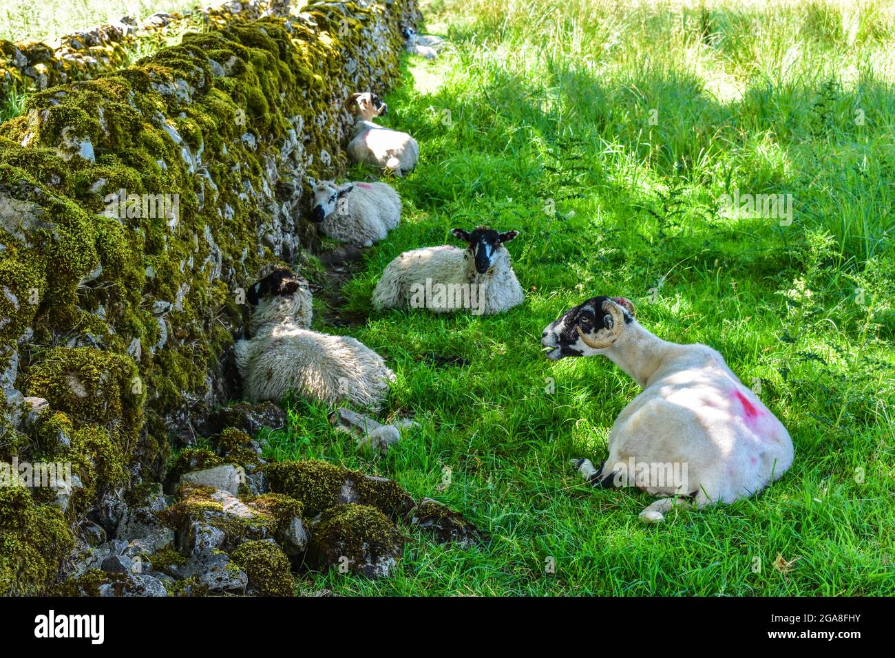 Allevamento ovino a Swaledale, nel Nord Yorkshire Foto Stock