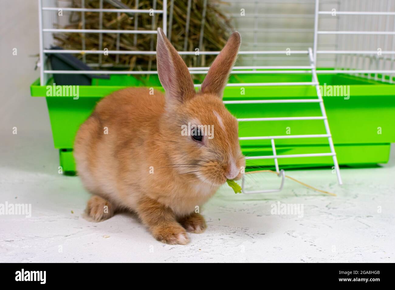 Il coniglio di zenzero si siede vicino alla gabbia. Un bel cucciolo. Animale soffice, pelliccia. Animali domestici. Foto Stock Il coniglio di zenzero si siede vicino alla gabbia. Un bel cucciolo. Animale soffice, pelliccia. Animali domestici. Foto Stock