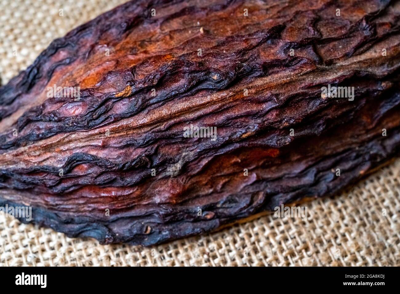 Metà della frutta secca matura di cacao. Foto di alta qualità Foto Stock