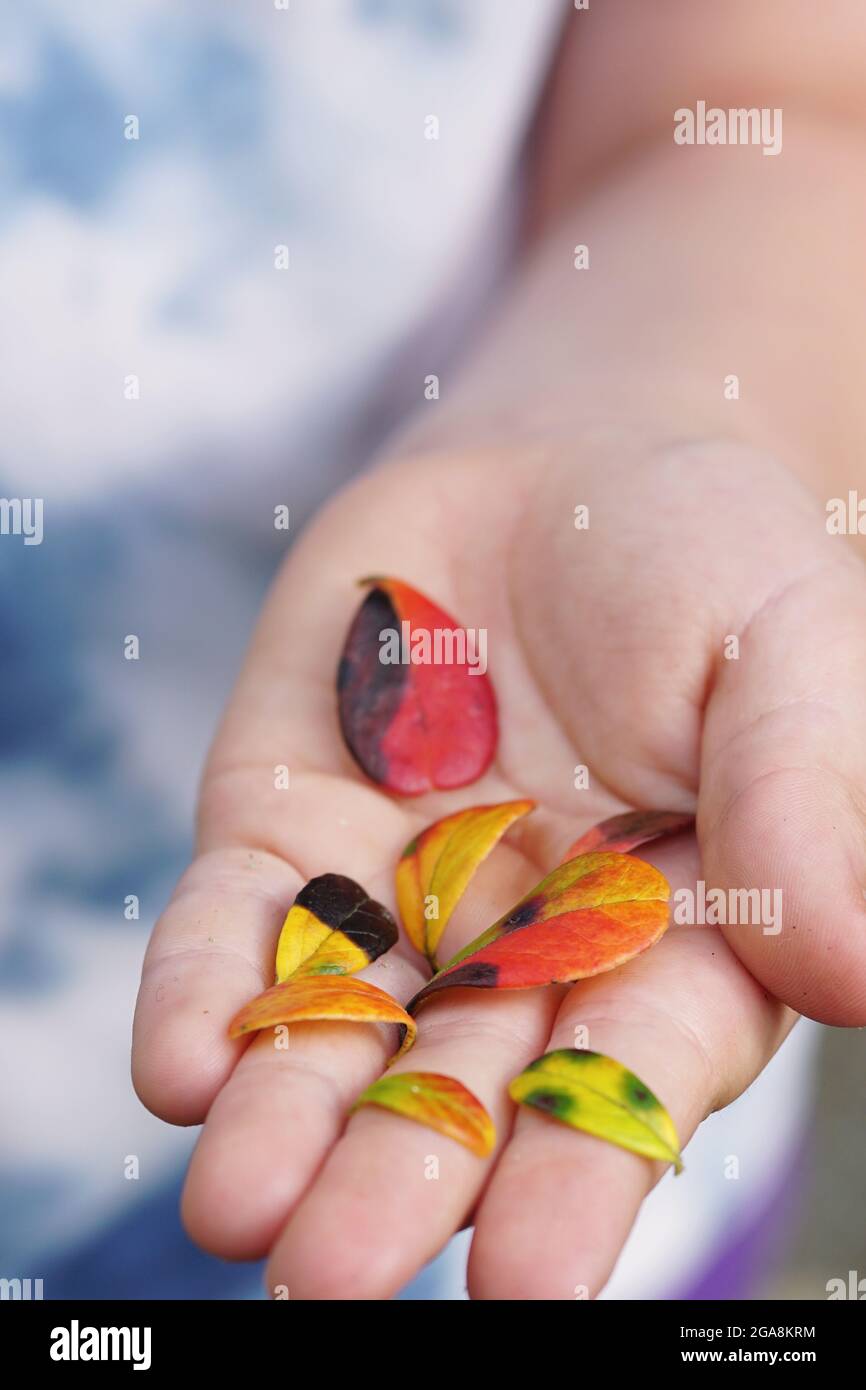 Ragazza che tiene piccole foglie con colori diversi in mano. Foto Stock