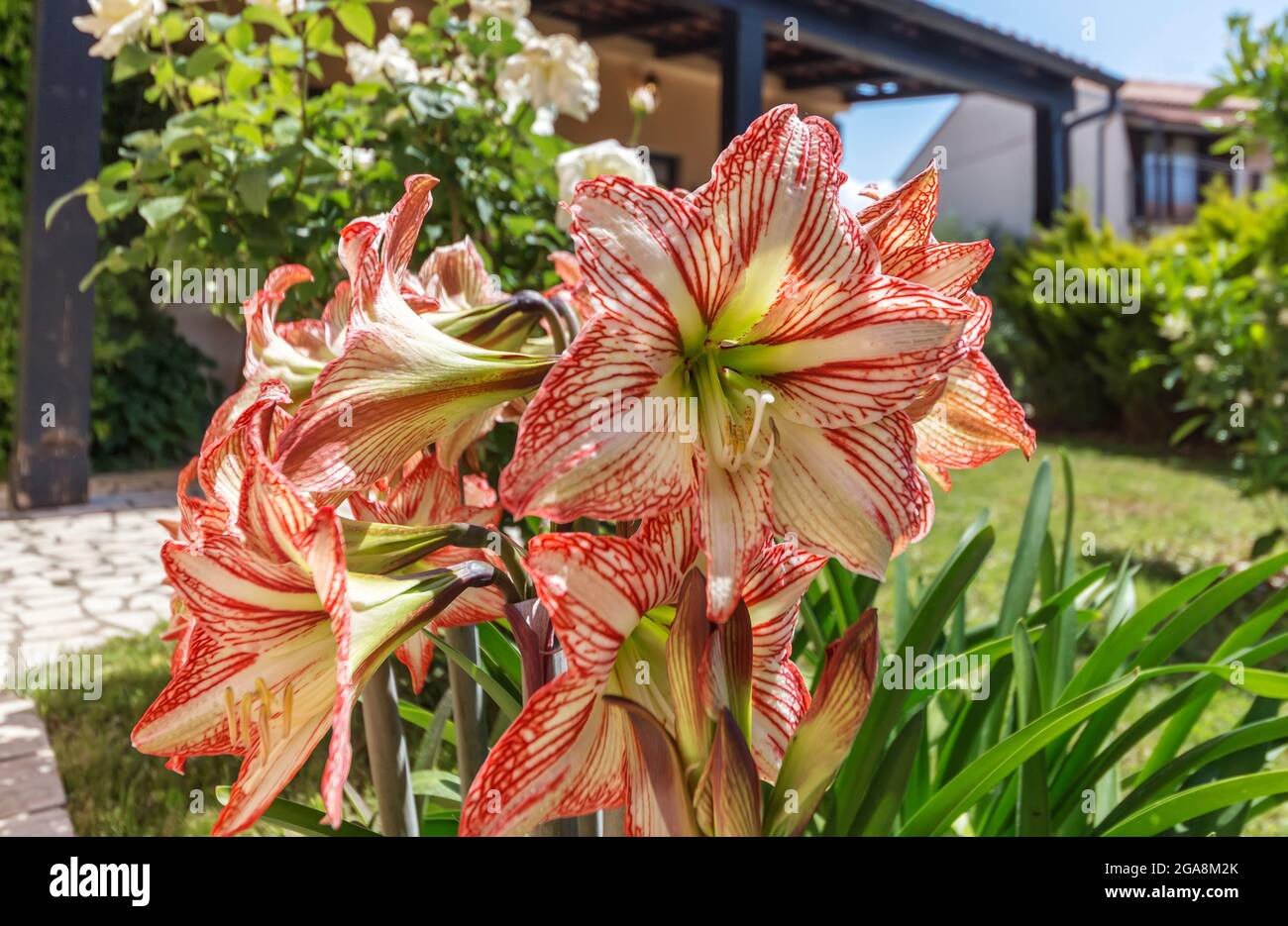 Hippeastrum Amaryllis rosso fiori bianchi in giardino Foto Stock