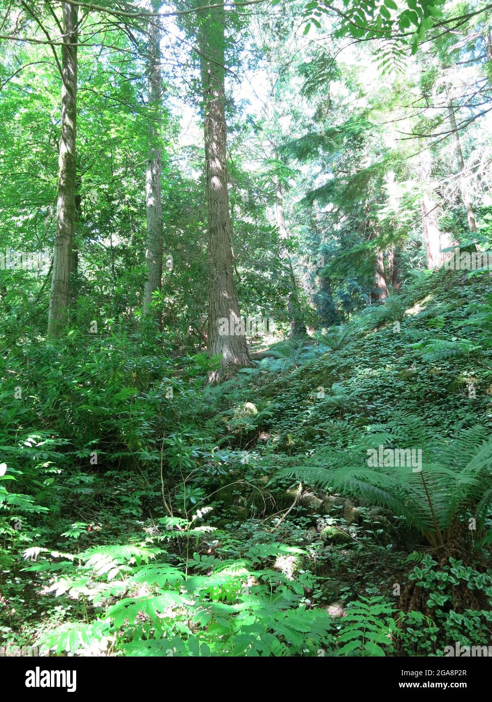 Sentieri tortuosi e luce del sole attanagliata attraverso gli alberi: Il giardino boscoso di Cubby Acland a Stagshaw, Ambleside, che si affaccia sul lago Windermere. Foto Stock