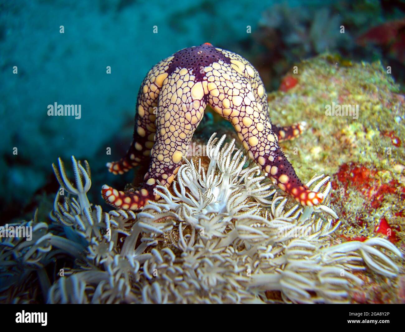 Marbeled Sea Star (Fromia monilis) sorge su un corallo nel mare filippino 20.10.2013 Foto Stock