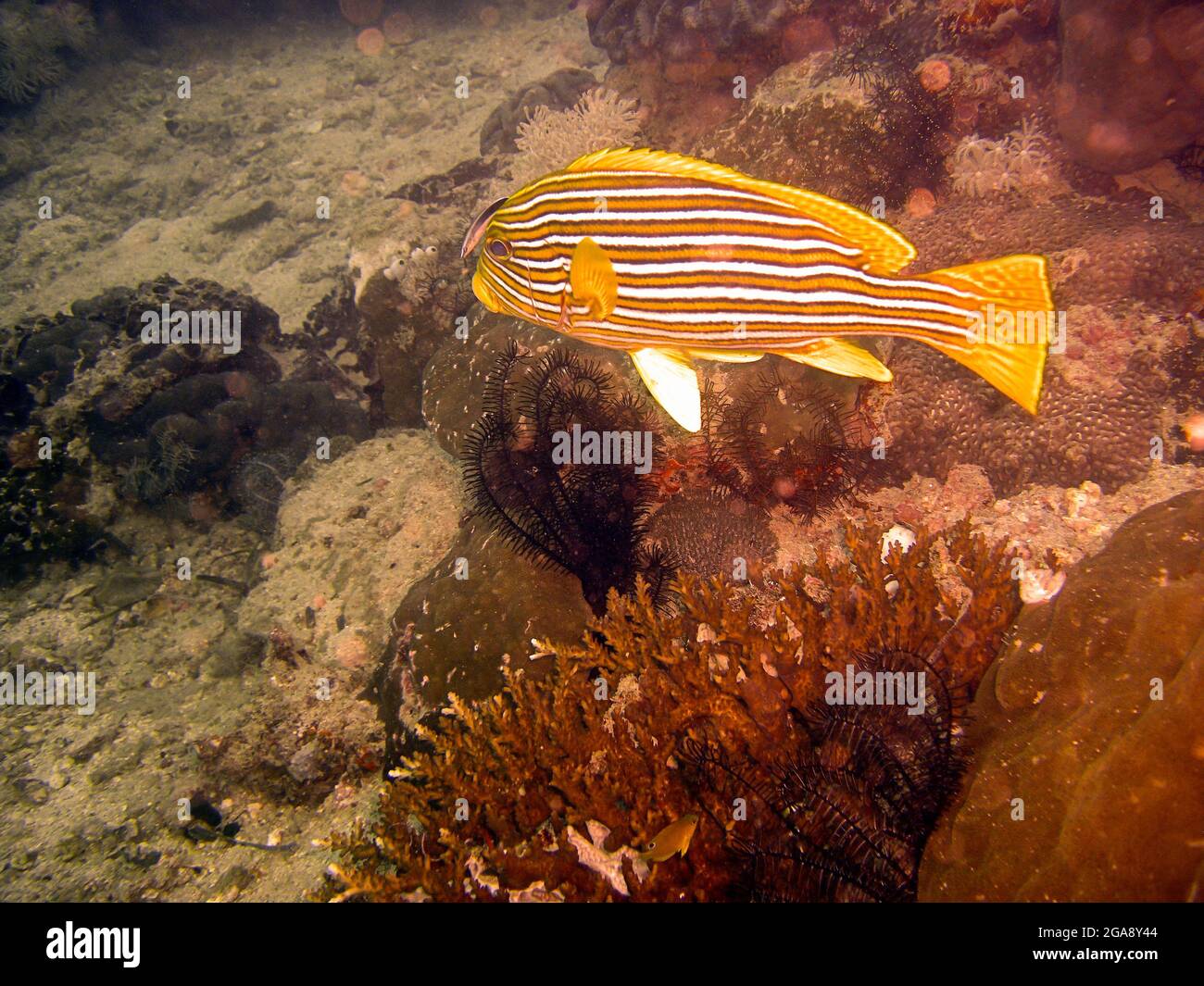 Le labbra a coste (Plettorhinchus Polytaenia) nuotano nel mare filippino 22.10.2015 Foto Stock