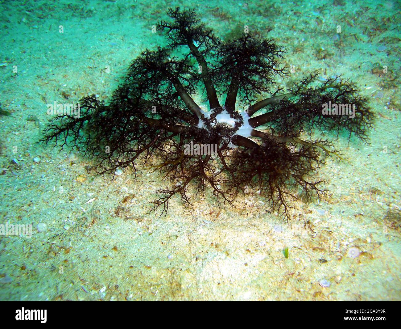 Anemone verde a terra nel mare filippino 23.1.2016 Foto Stock