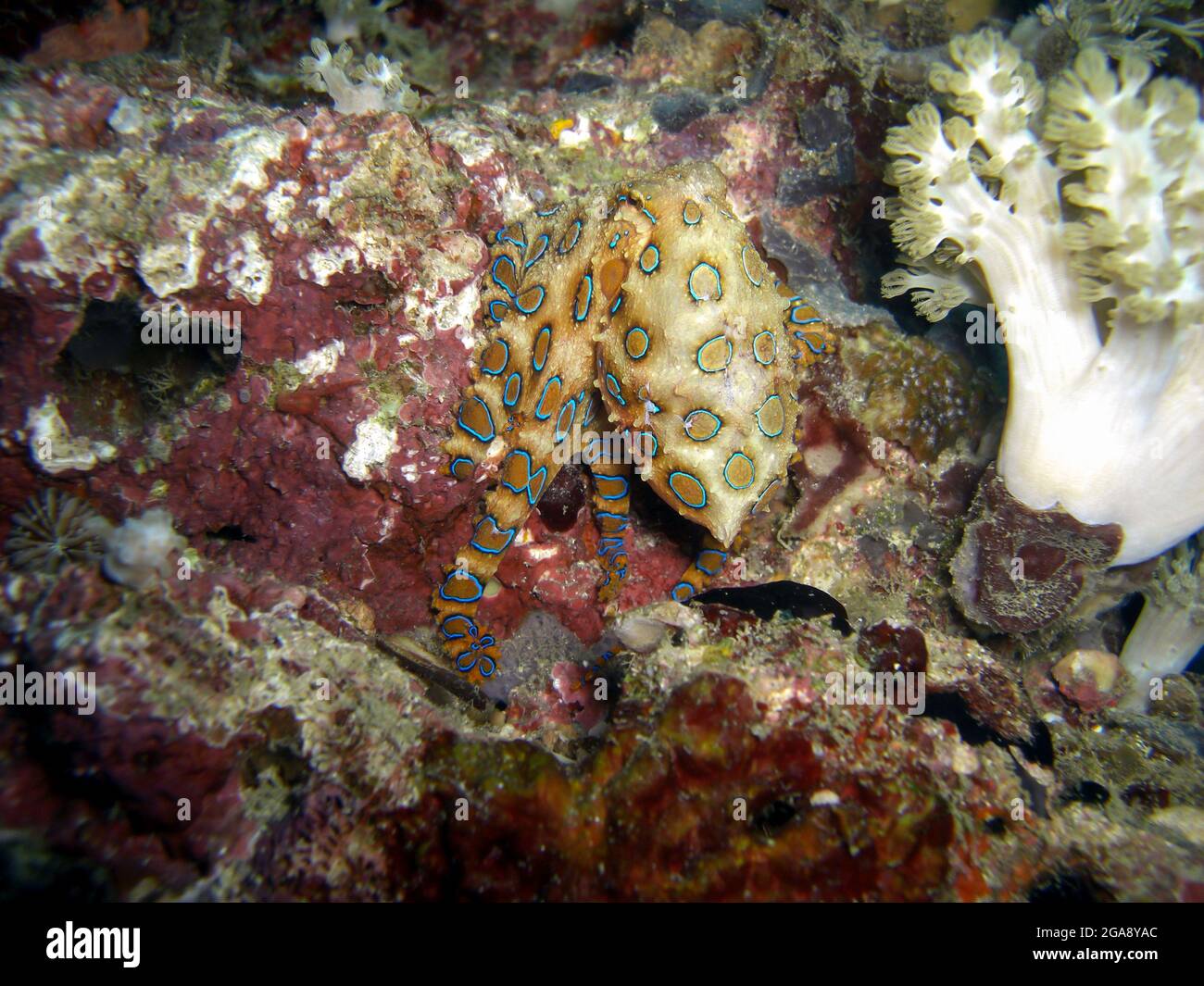 Bluering Octopus (Hapalochlaena lunulata) a terra nel mare filippino 2.1.2019 Foto Stock