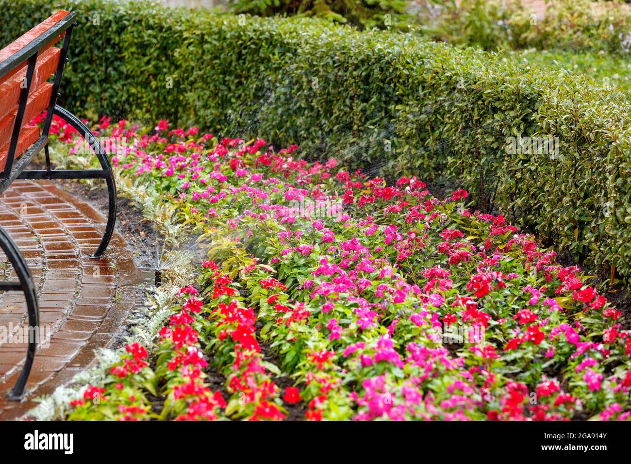 Un sistema di irrigazione automatico irriga un bel giardino fiorito dietro una panca di legno nel caldo estivo. Foto Stock