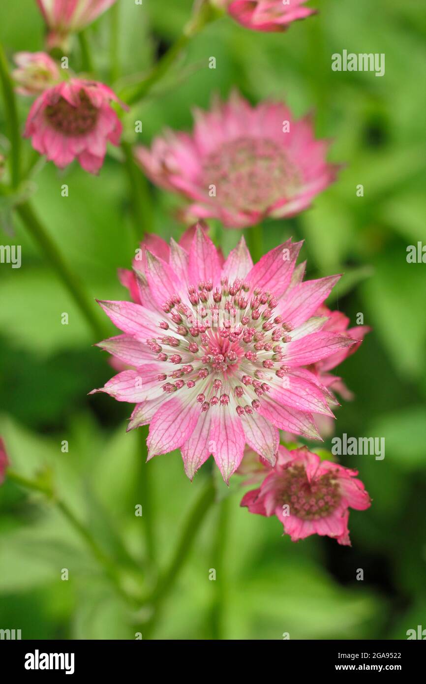 Astrantia Roma. Astrantia Major 'Roma' masterwort fiorito in un giardino d'estate confine nel Regno Unito Foto Stock