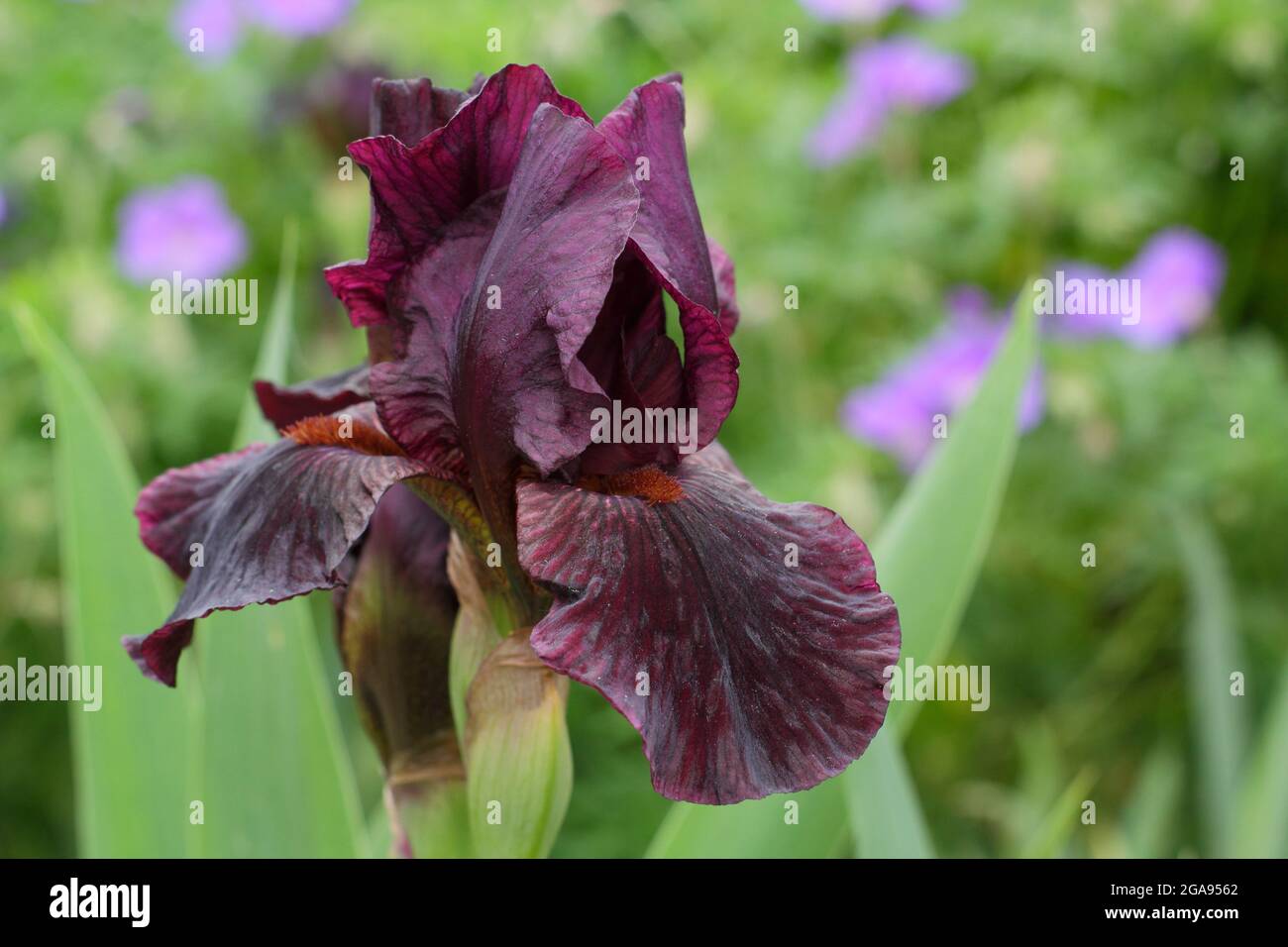 Fiori di marone profondo di Iris 'Langport Wren' un iride medio bearded. REGNO UNITO Foto Stock