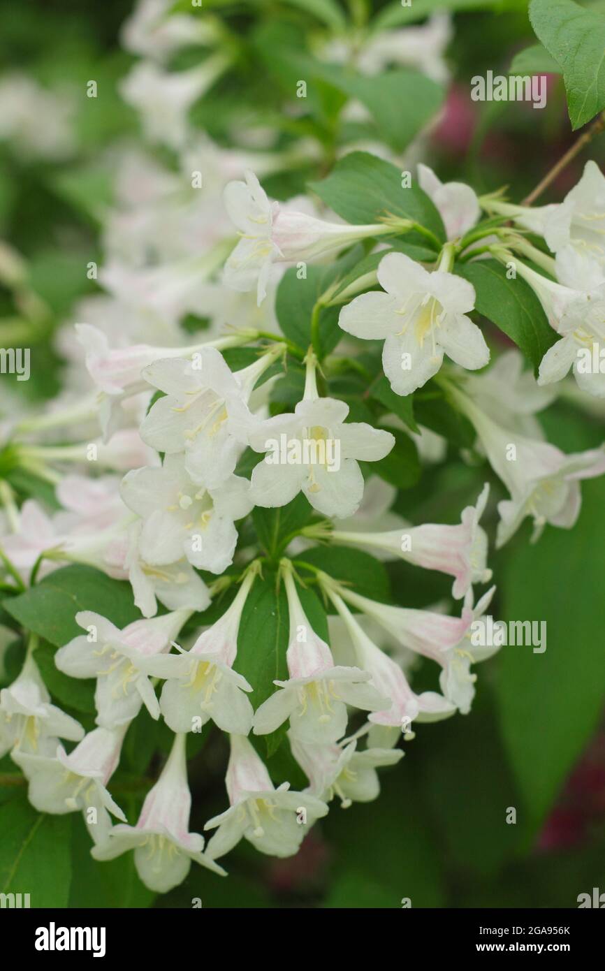 Fiori bianchi di Weigela 'Cavaliere Bianco' un arbusto deciduo. REGNO UNITO Foto Stock