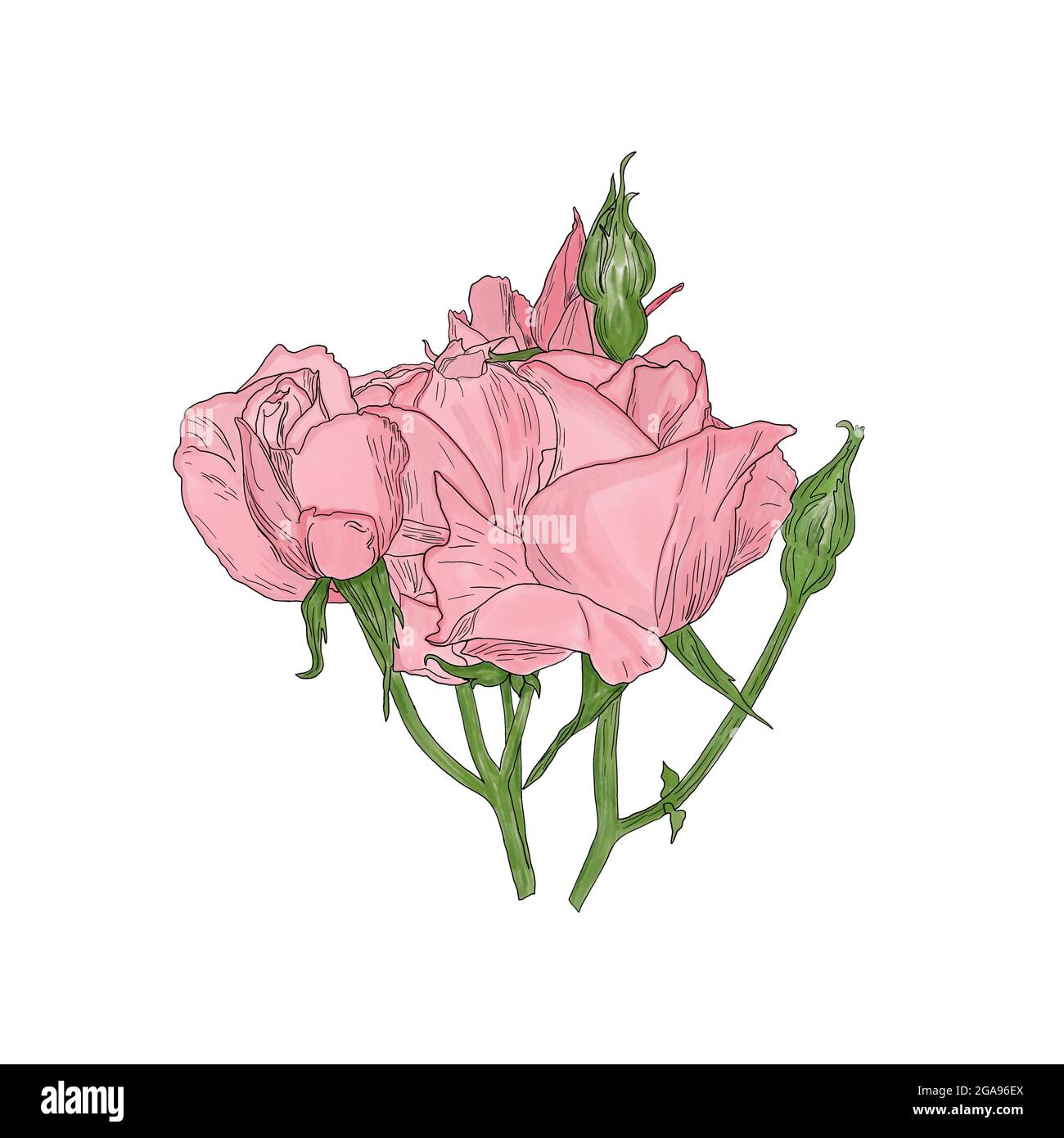 Rosa delicato fiore di rosa con gemme e foglie illustrazione digitale, tenero clipart floreale per qualsiasi design, arredamento Foto Stock