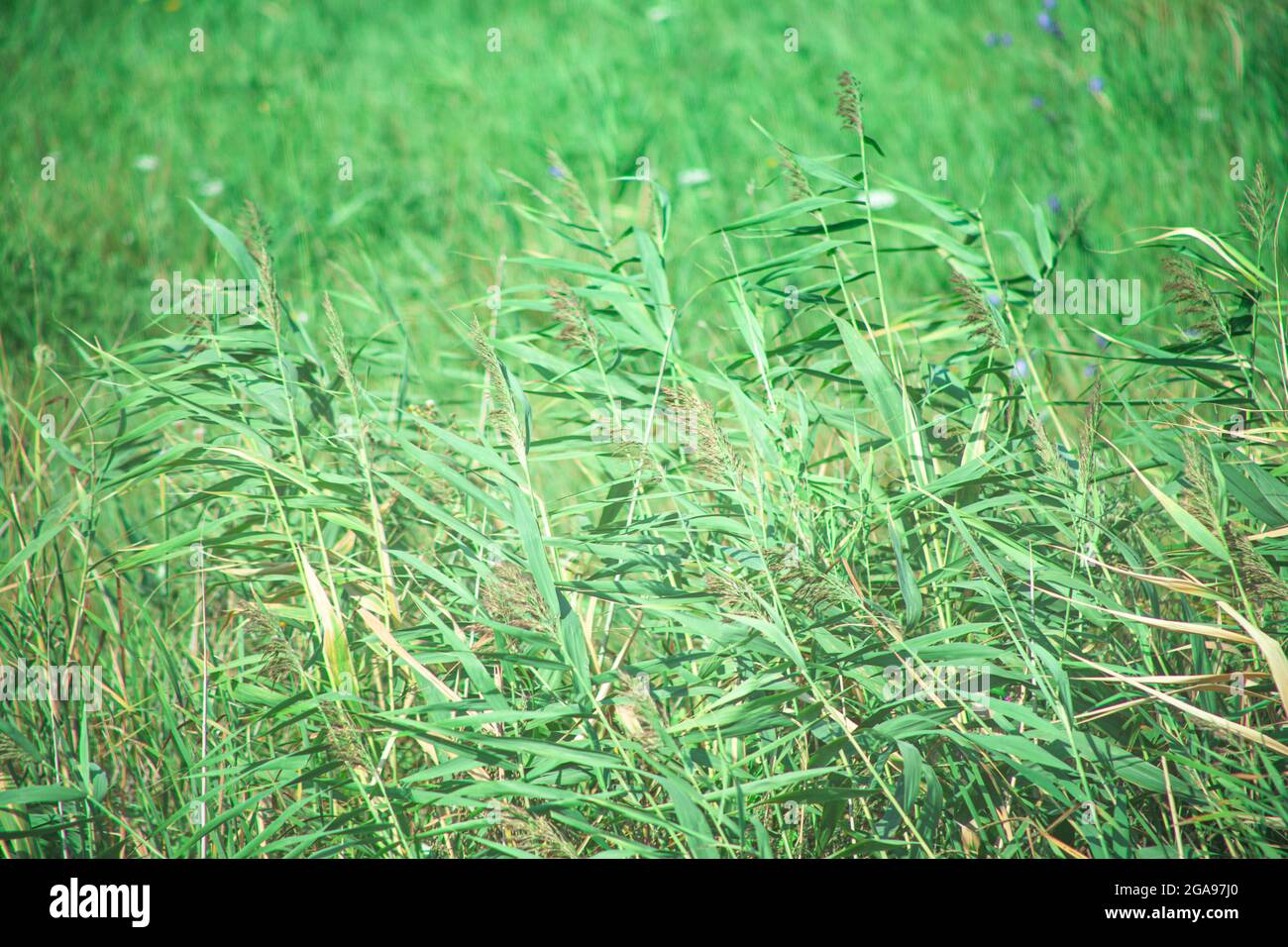 verdi teneri di erba, steli di piante in estate, il vento si inzidisce, sfondo sfocato Foto Stock