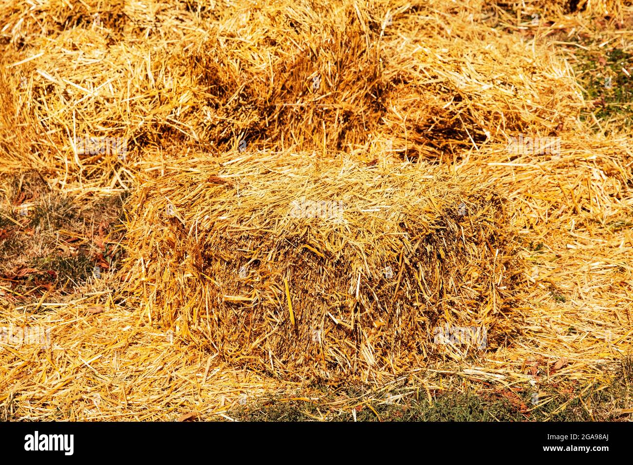 Grande Balla Di Fieno Quadrata Immagini E Fotos Stock Alamy