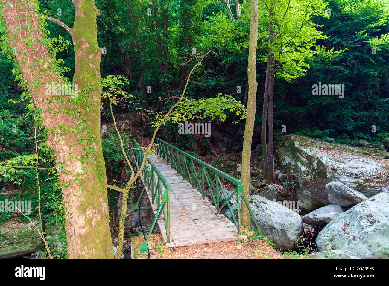 Ponte di legno nella foresta di Pelio, Grecia Foto Stock