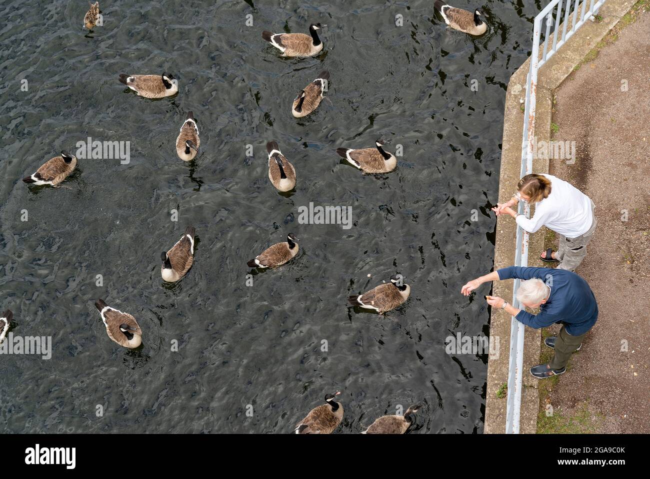 Il Sechs-visto-Platte, un'area ricreativa nel sud di Duisburg, vicino al distretto di Wedau, 6 ex fosse di ghiaia, oche del Canada sul Masurensee, a. Foto Stock