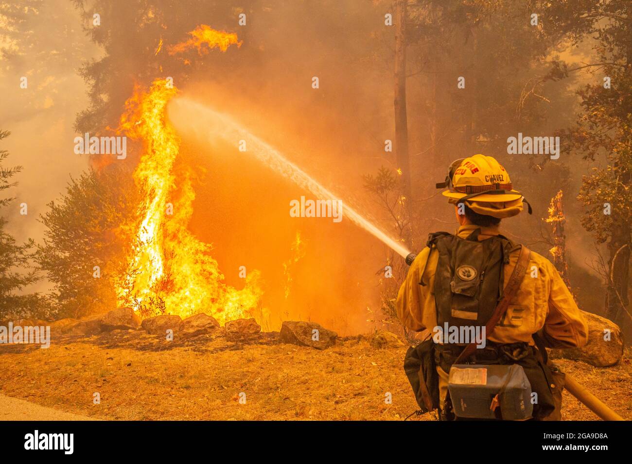 Un pompiere CalFire lavora per estinguere un albero ardente vicino a una casa a Boulder Creek, California, mentre il complesso CZU Wildfire brucia attraverso la città. Foto Stock