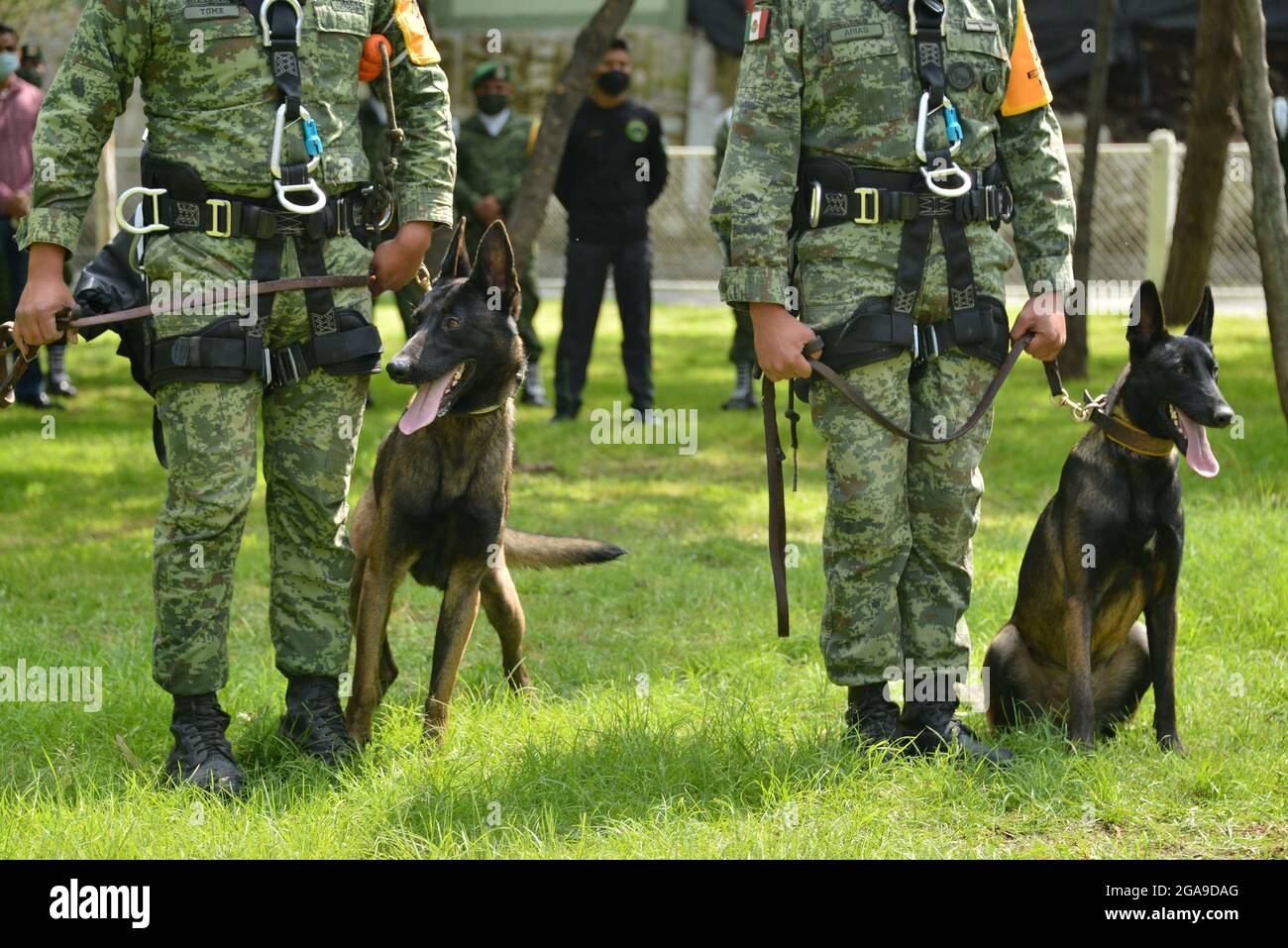 Città del Messico, Messico. 29 luglio 2021. Città del Messico, Messico, 29 luglio 2021: Un esercito addestra un cane come parte del programma di addestramento canino di 'Search and Rescue' presso il centro di addestramento canino dell'esercito del Messico, che è stato attuato dopo il terremoto del 1985 in Messico, l'esercito messicano ha promosso questo programma per salvare vite in caso di un disastro naturale. Credit: Carlos Tischler/Eyepix Group/Alamy Live News Credit: Eyepix Group/Alamy Live News Foto Stock