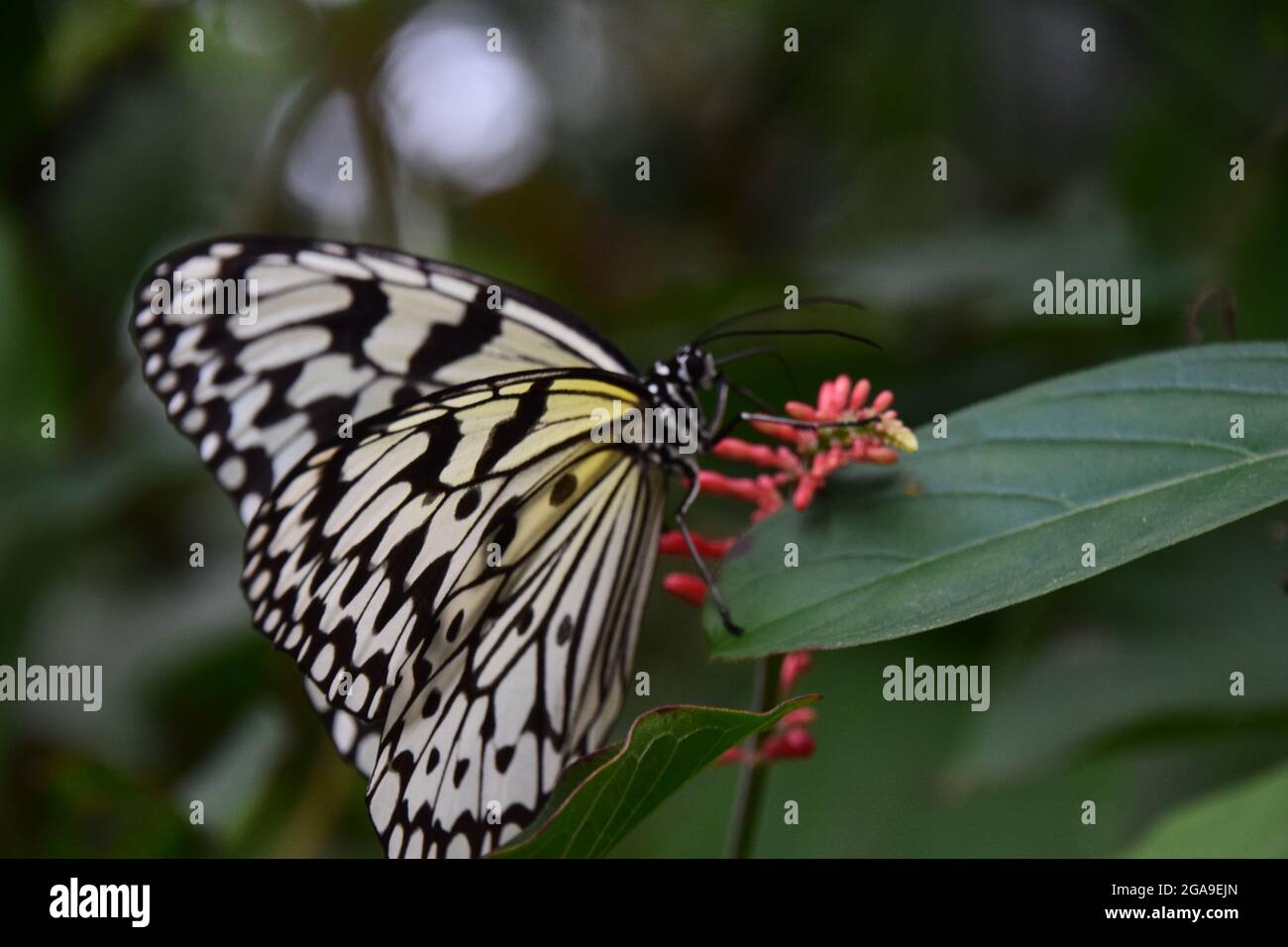 Farfalle bianche tropicali Foto Stock