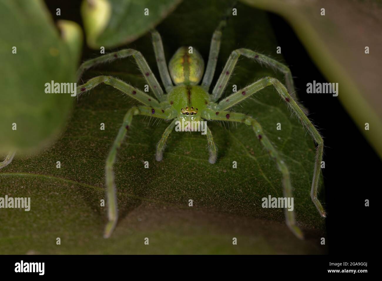 Cacciatore verde Spider della specie Famiglia Sparassidae Foto Stock