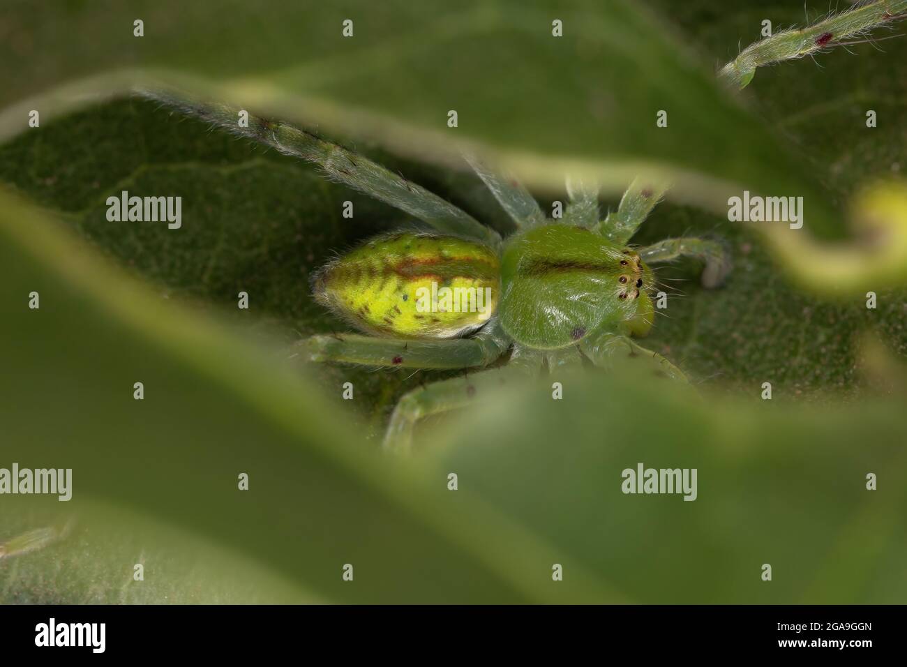 Cacciatore verde Spider della specie Famiglia Sparassidae Foto Stock