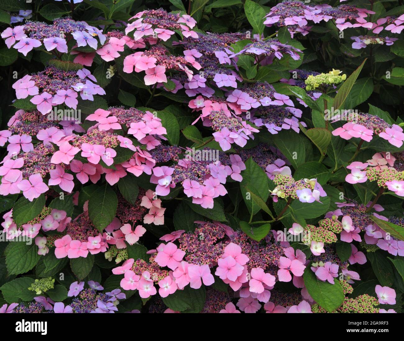 Hydrangea macrophylla 'Blue Wave', cappuccio in pizzo Foto Stock