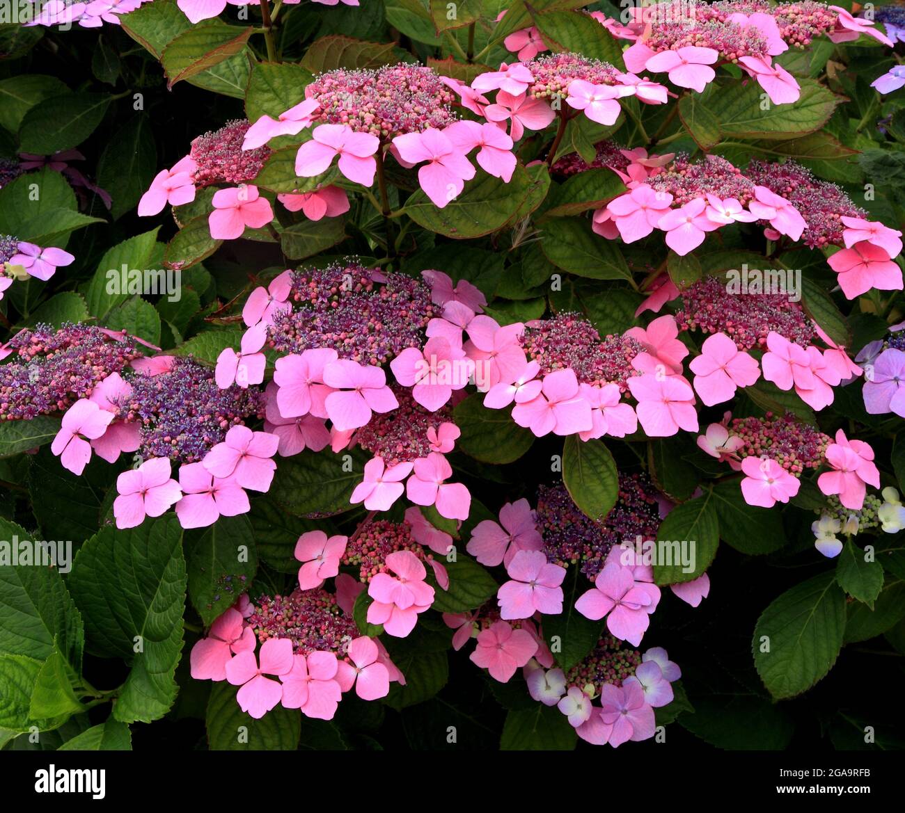 Hydrangea macrophylla 'Blue Wave', cappuccio in pizzo Foto Stock
