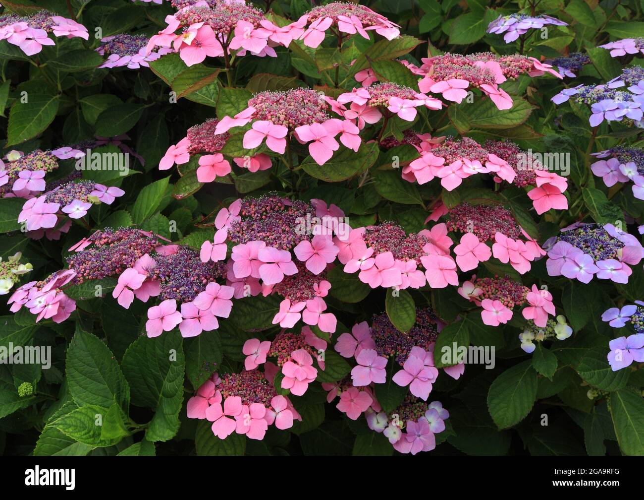 Hydrangea macrophylla 'Blue Wave', cappuccio in pizzo Foto Stock