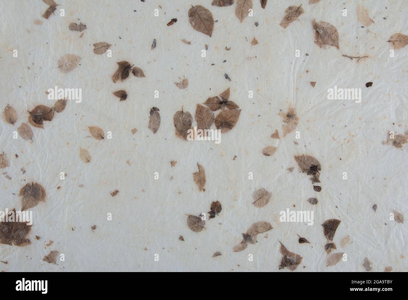 Trama di carta riciclata fatta a mano con foglie Foto Stock