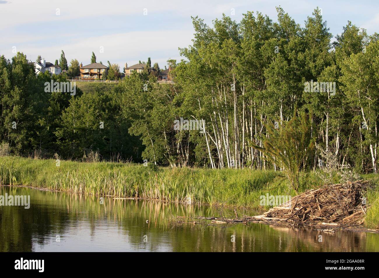 Ecosistema di paludi con rifugio di castori in un laghetto urbano di acque piovane e tremante foresta di Aspen, Fish Creek Provincial Park, città di Calgary Foto Stock