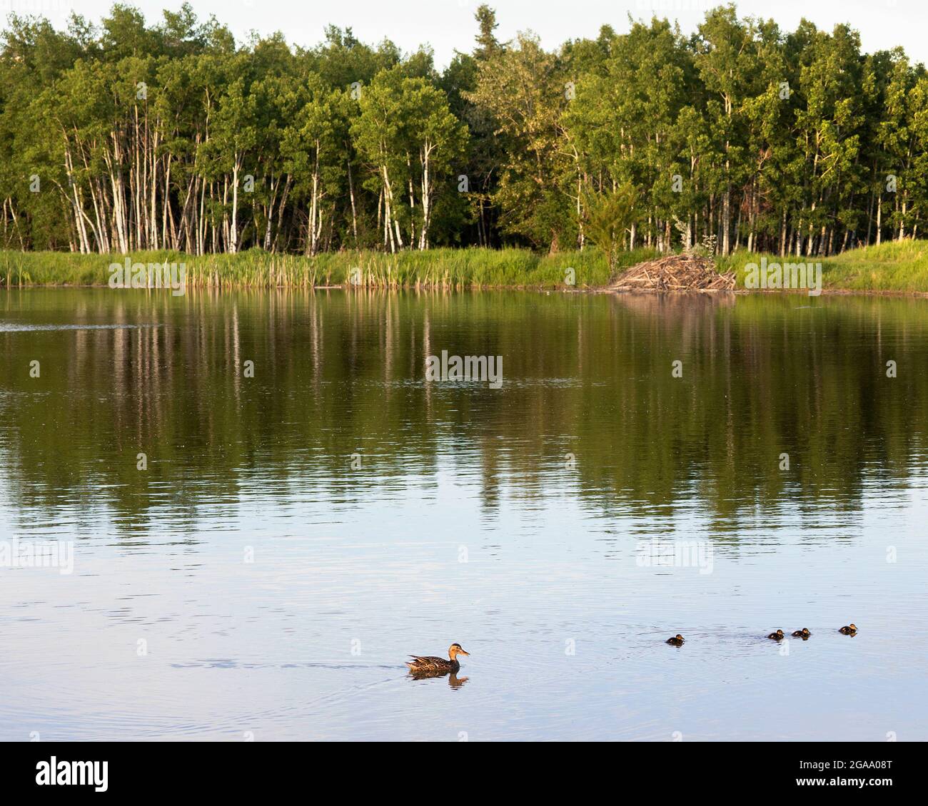 Ecosistema di stagno di acqua di tempesta: Anatra di Mallard e anatroccoli, rifugio di castori e tremanti alberi di Aspen nel Fish Creek Provincial Park, Calgary Foto Stock