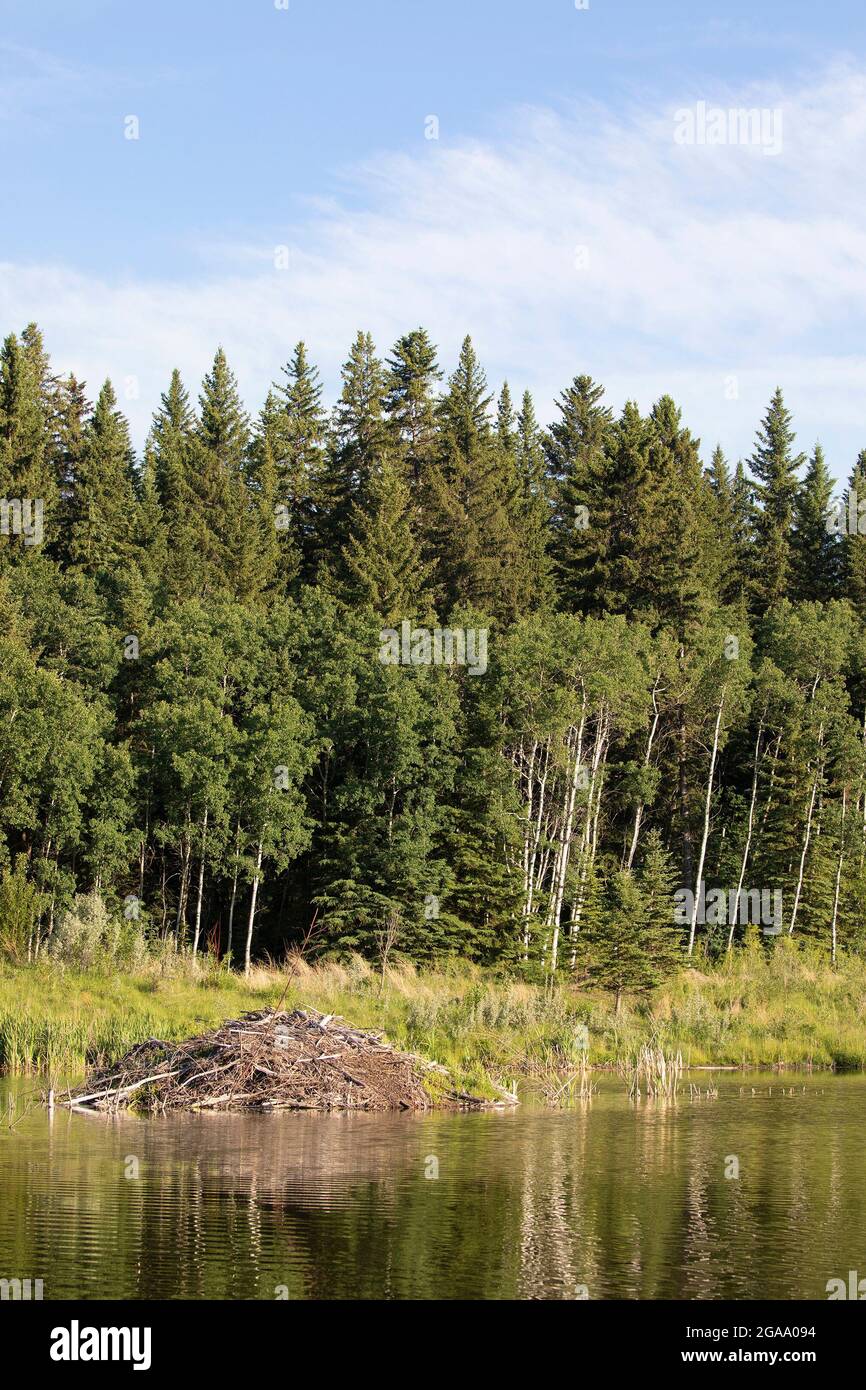Beaver Lodge in uno stagno urbano di acqua di tempesta vicino tremante Aspen - White Spruce foresta, Fish Creek Provincial Park, Calgary Foto Stock