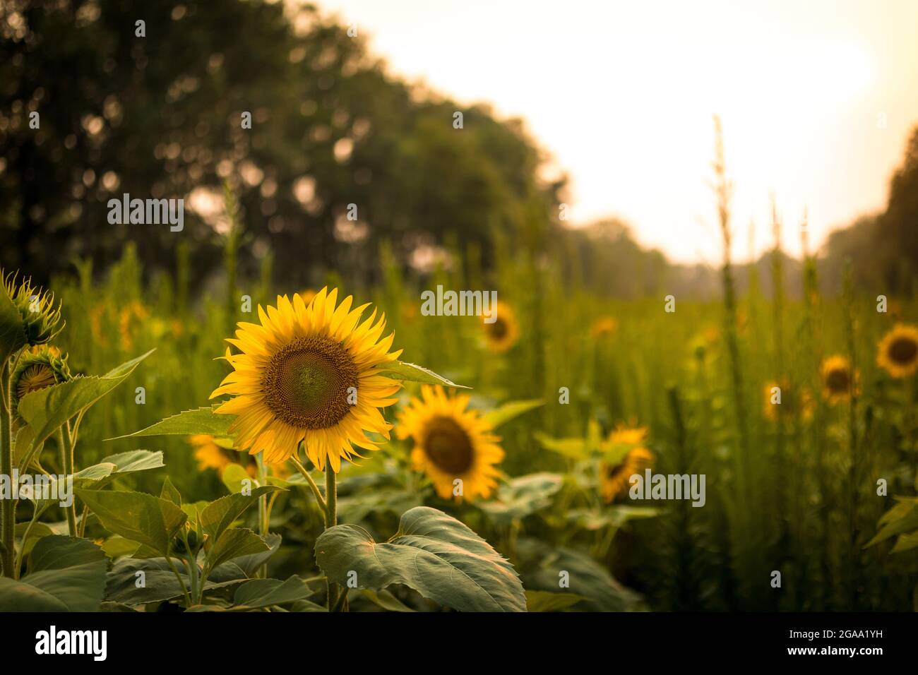 Girasoli presso la McKee Beshers Wildlife Management Area, Maryland. Foto Stock