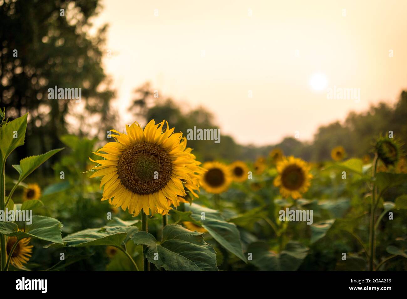 Girasoli presso la McKee Beshers Wildlife Management Area, Maryland. Foto Stock