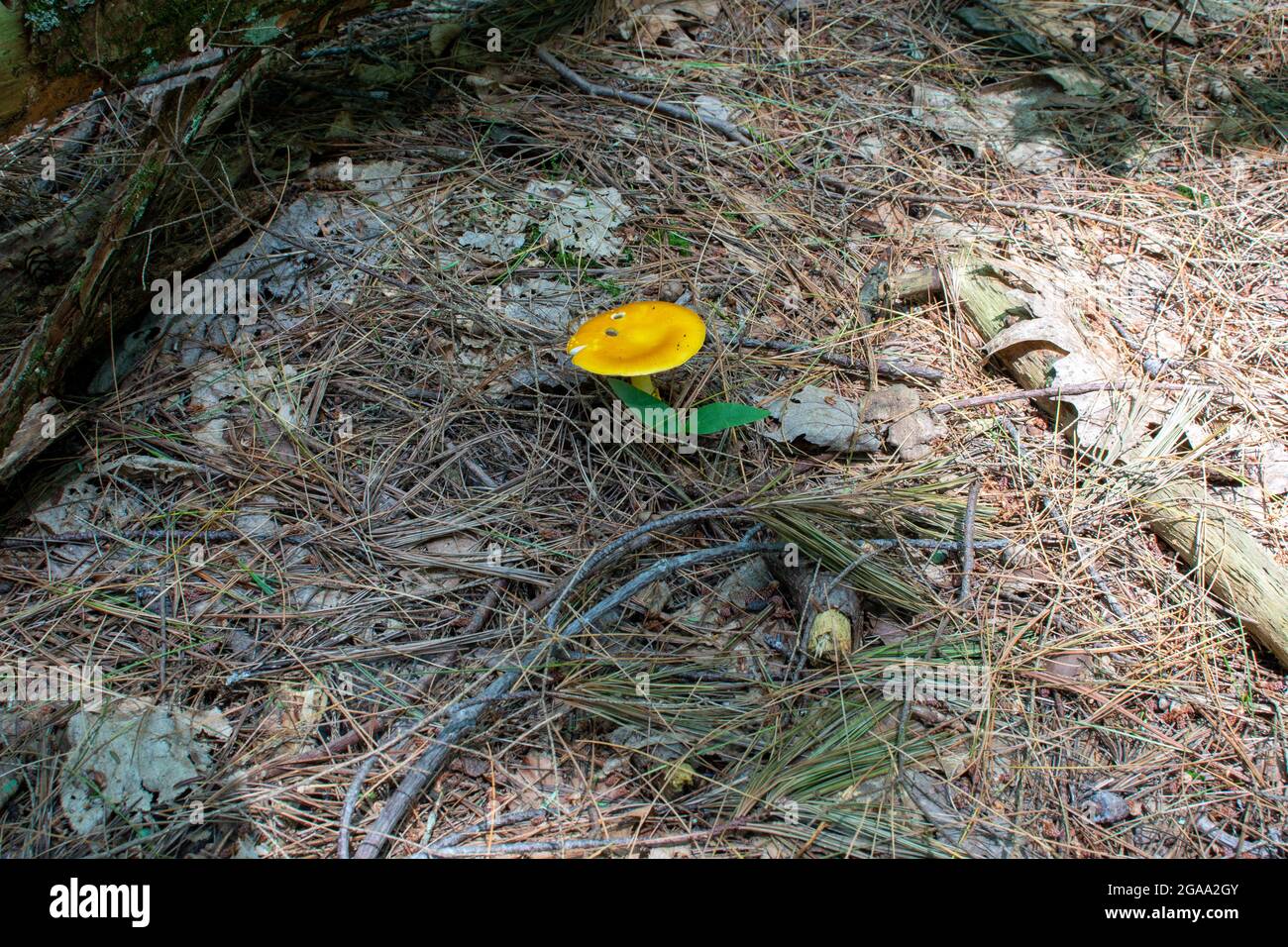 Fungo arancione brillante dello sgabello all'ombra di una vecchia foresta di crescita Foto Stock