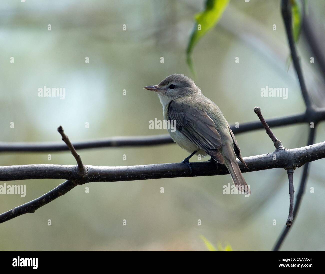 Primo piano di Warbling Vireo che si aggirava su un ramo frondoso durante la migrazione primaverile, Quebec, Canada. Nome scientifico di questo uccello è Vireo gilvus. Foto Stock