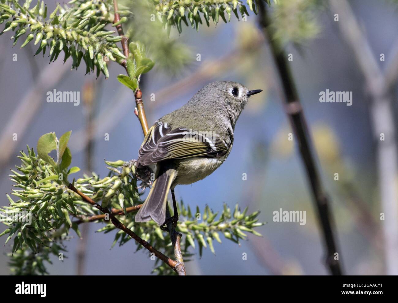 Closeup di piccolo uccello Ruby-incoronato Kinglet che perching su un ramo frondoso durante la migrazione primaverile Quebec, Canada Foto Stock