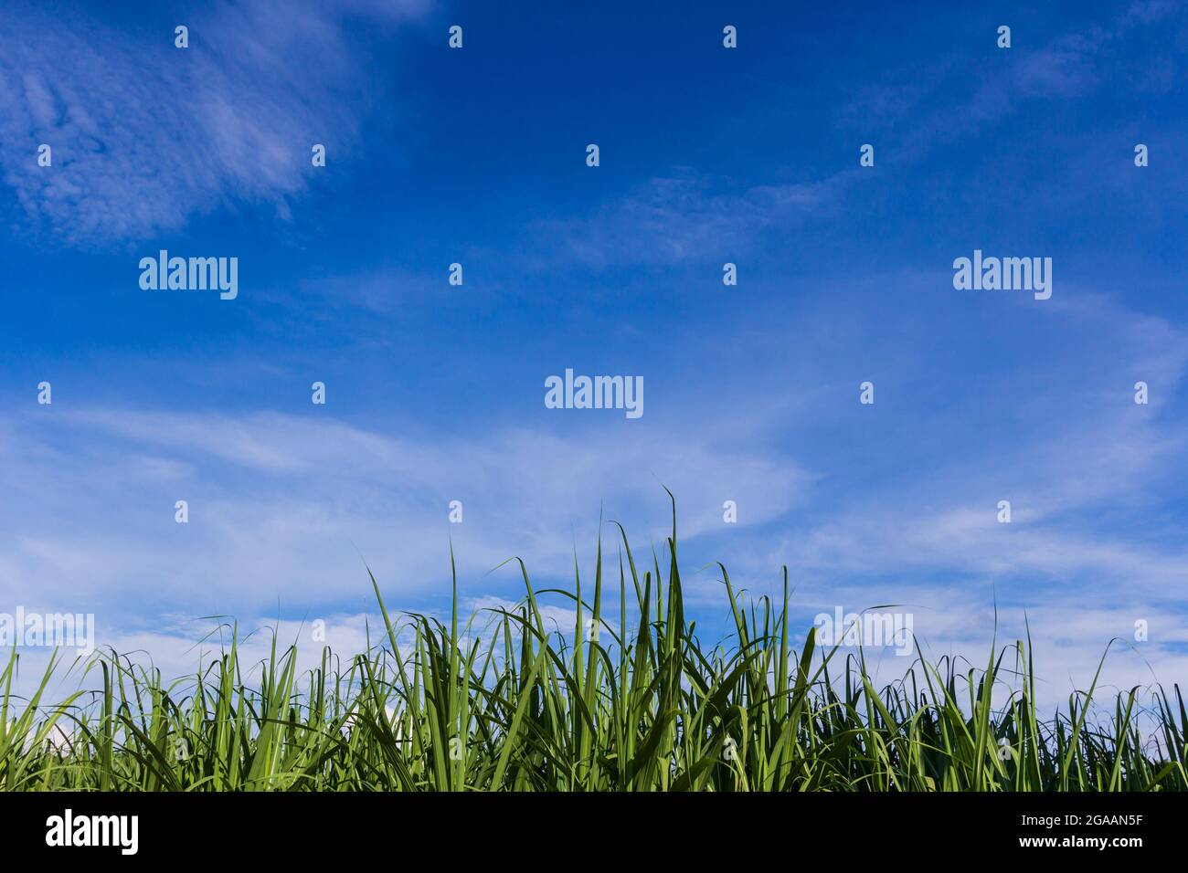 Campo di mais verde che cresce su cielo blu Foto Stock