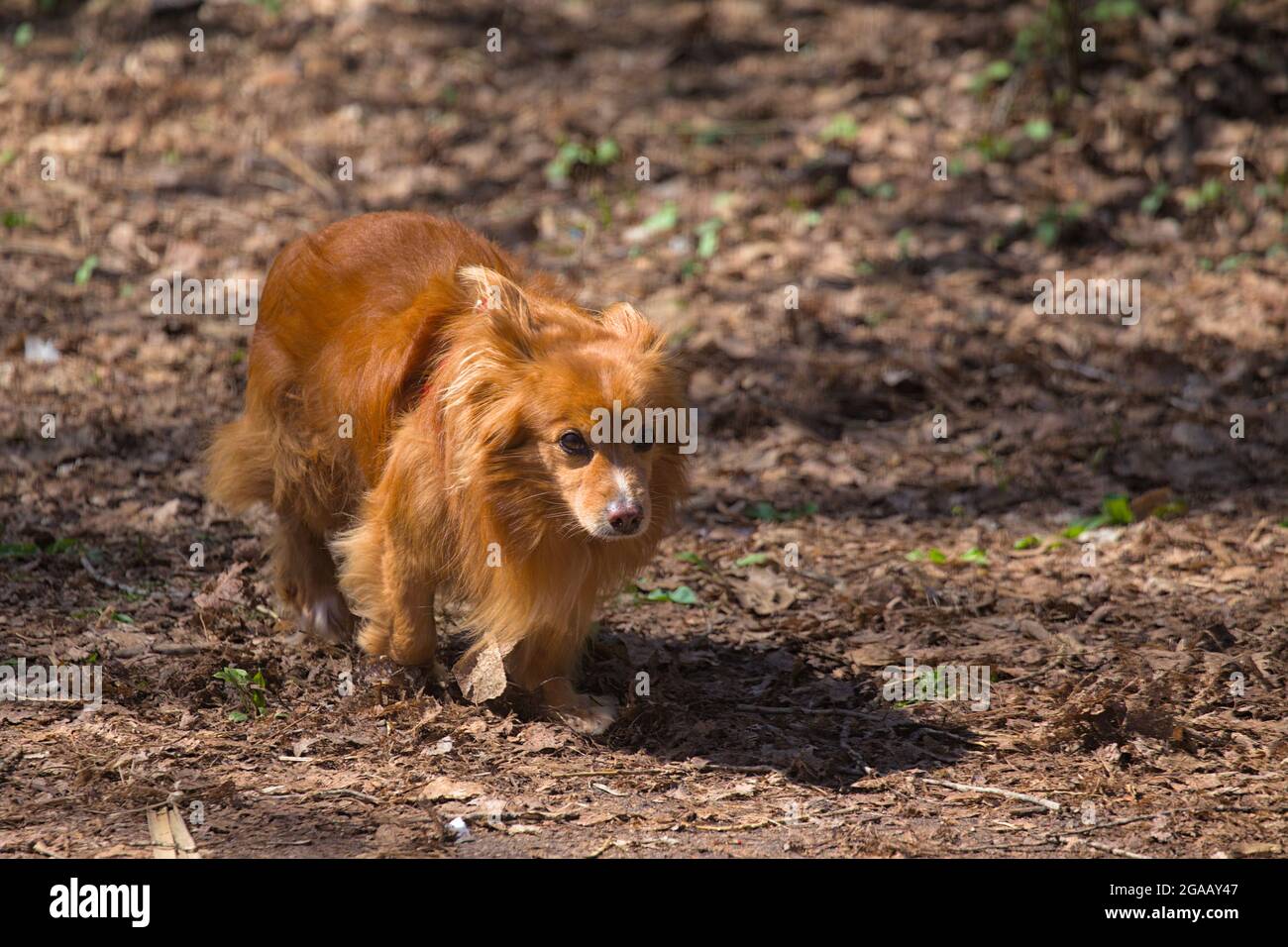 Un cane carino sta camminando nell'area del parco cittadino. Giorno di sole. PET. Sfondo sfocato. Primo piano. Foto Stock