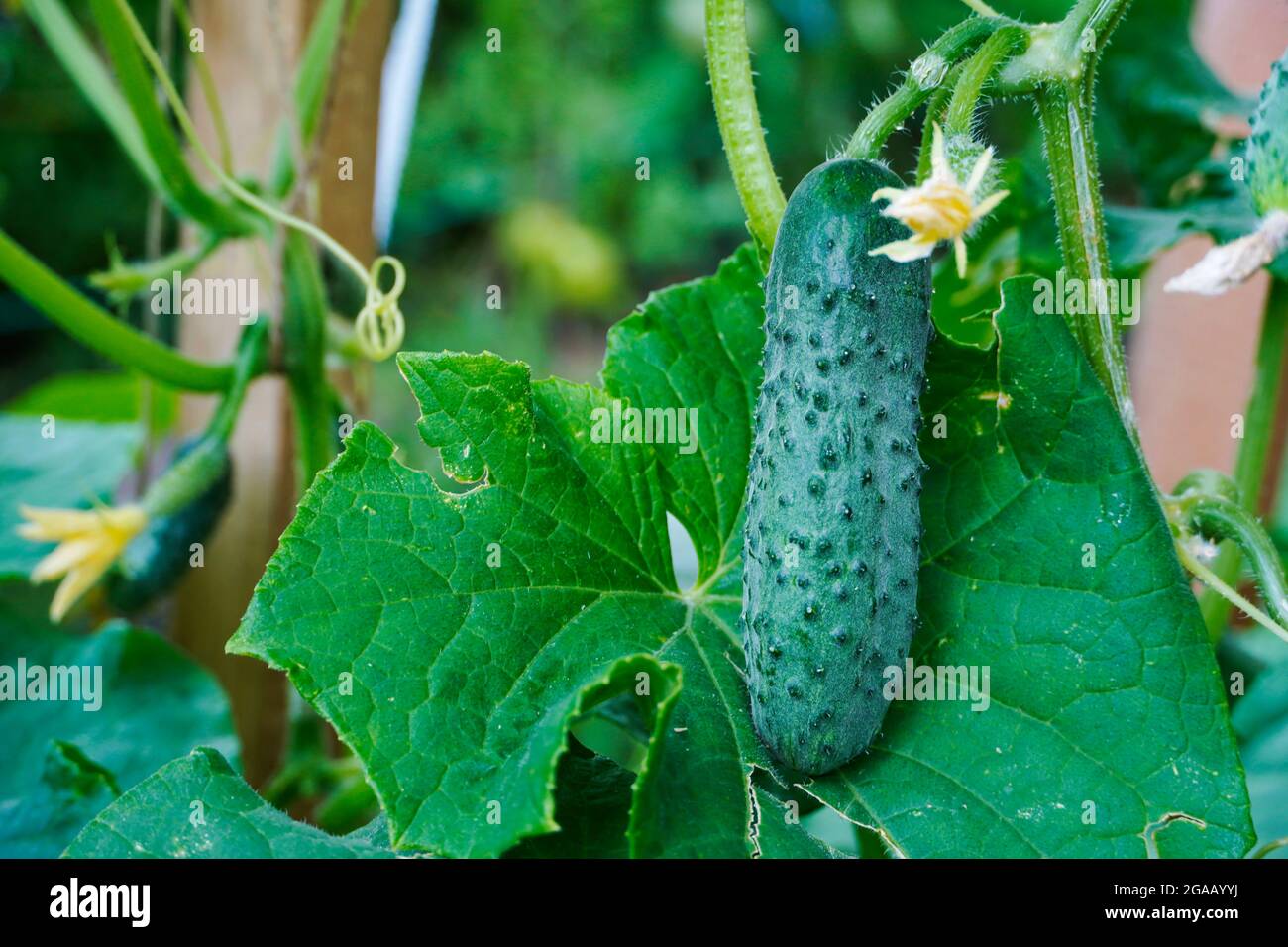 Cetrioli in crescita in una serra giardino. Foto Stock