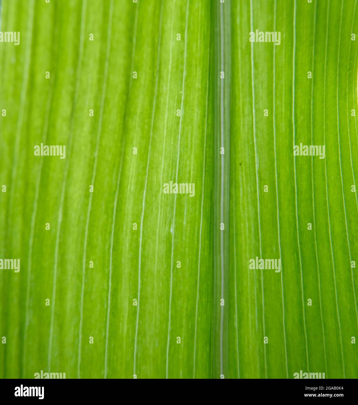 foto closeup del modello di foglie di piante Foto Stock