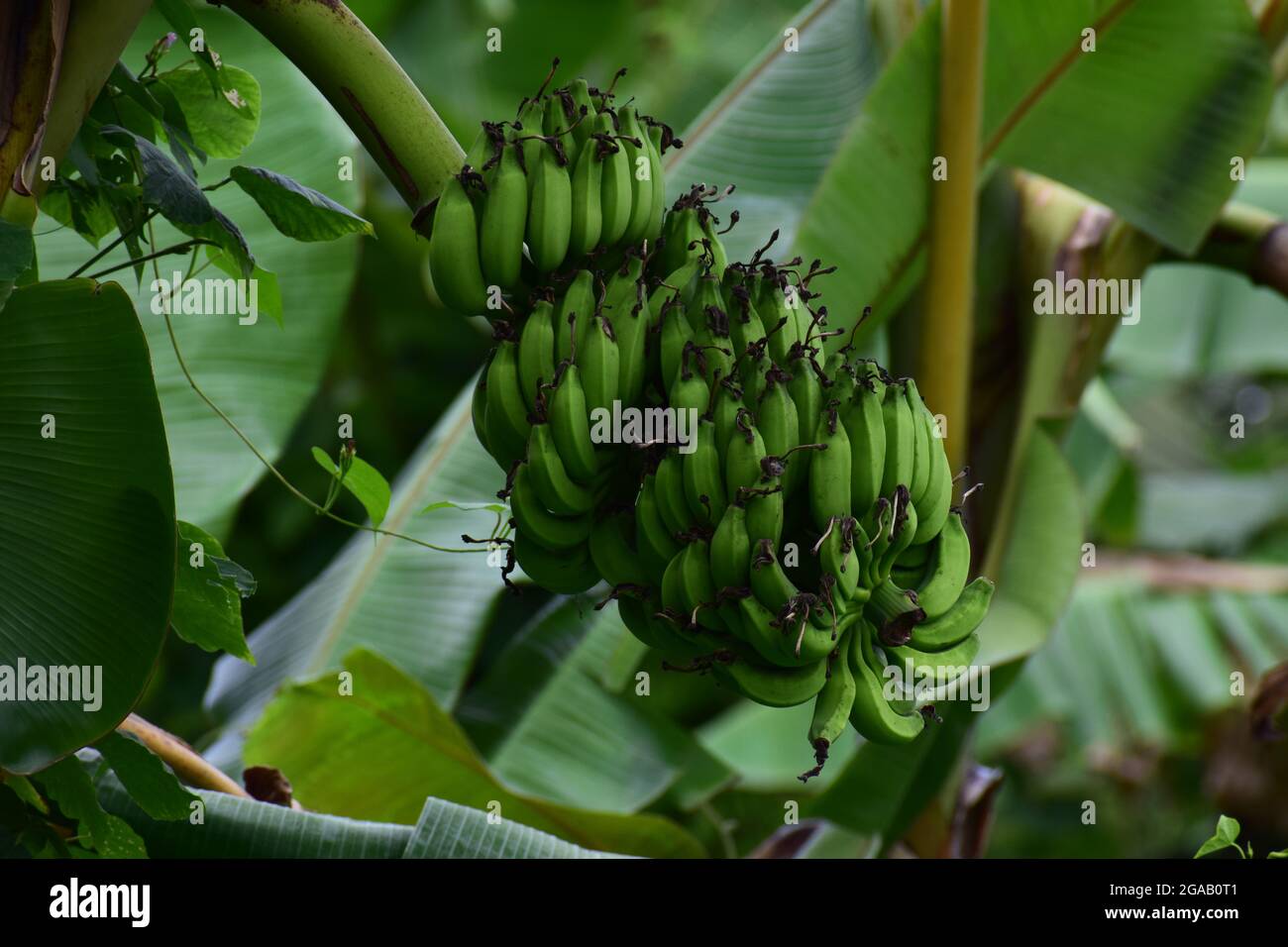 Banana verde fresca grappolo sull'albero, banana giovane verde fresco sull'albero, fattoria agricola fresca con frutta verde biologica Foto Stock