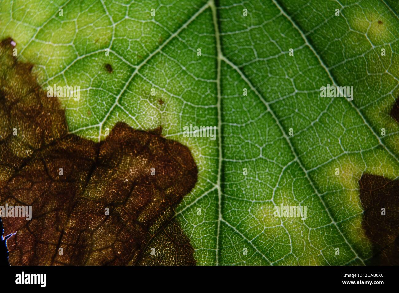 foto closeup del modello di foglie di piante Foto Stock