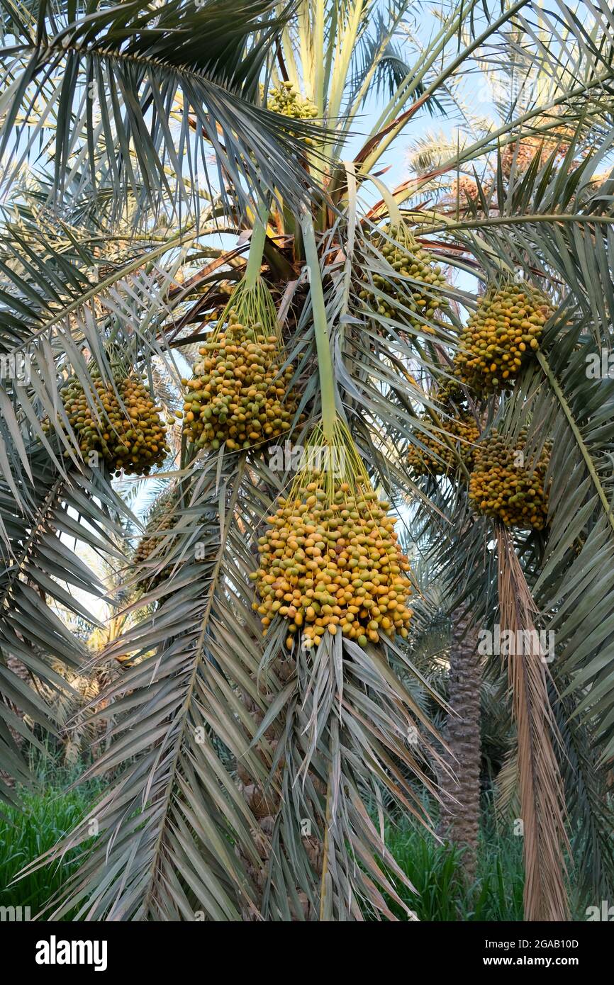 foto di frutta datteri palma Foto Stock