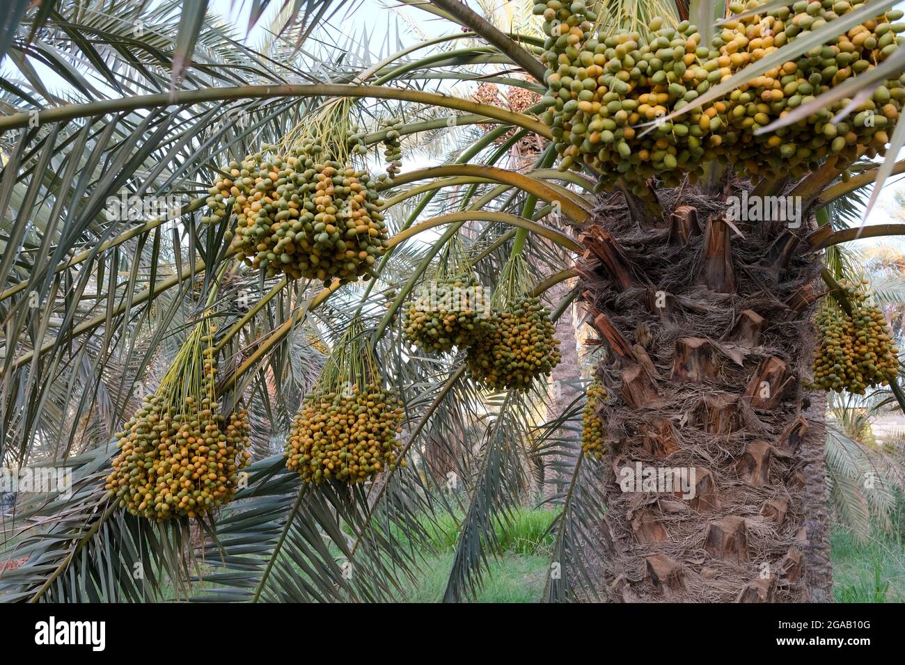 foto di frutta datteri palma Foto Stock