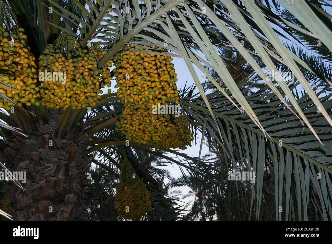 foto di frutta datteri palma Foto Stock