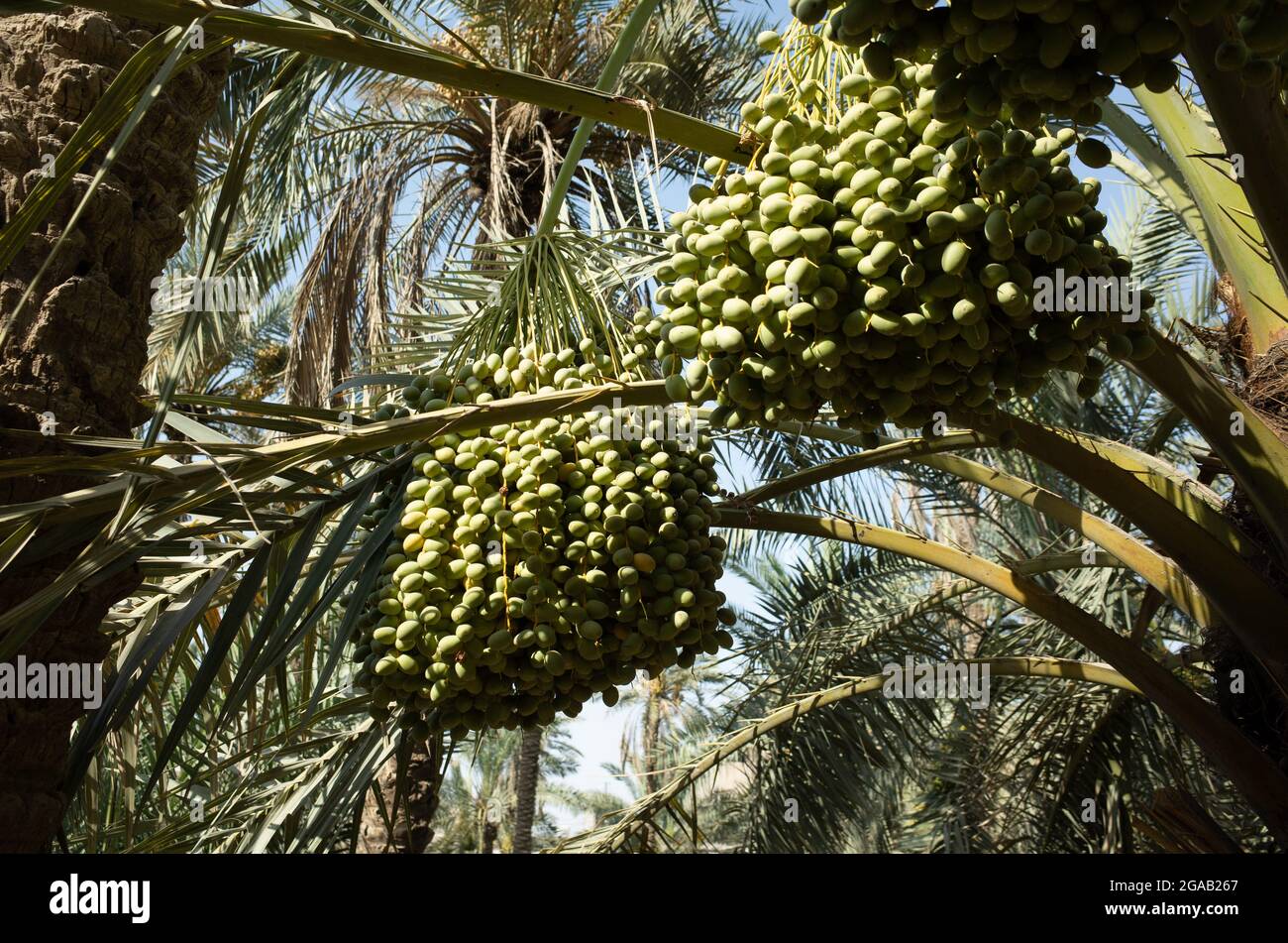Foto delle date frutti di palma a Basra Foto Stock