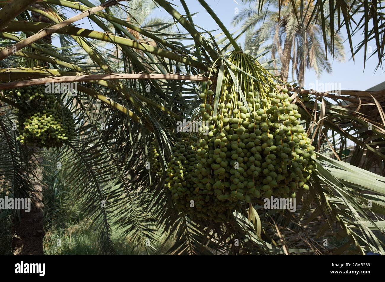 Foto delle date frutti di palma a Basra Foto Stock
